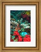 Lionfish, Rainbow Reef, Taveuni Island, Fiji Fine Art Print
