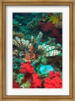 Lionfish, Rainbow Reef, Taveuni Island, Fiji Fine Art Print