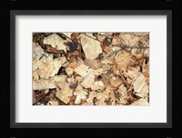 Wood Chips on a TPL Property, Goshen, Connecticut Fine Art Print