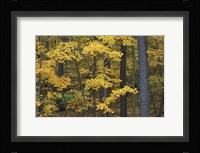 Sugar Maples and Black Cherry in Litchfield Hills, Kent, Connecticut Fine Art Print