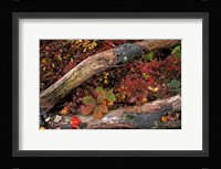 Oak-Hickory Forest, Kent, Connecticut Fine Art Print