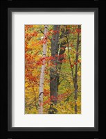 Fall in a Mixed Deciduous Forest in Litchfield Hills, Kent, Connecticut Fine Art Print