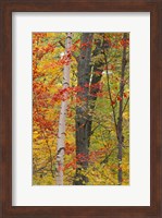 Fall in a Mixed Deciduous Forest in Litchfield Hills, Kent, Connecticut Fine Art Print