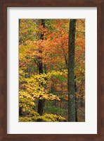 Oak-Hickory Forest in Litchfield Hills, Connecticut Fine Art Print