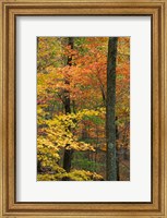 Oak-Hickory Forest in Litchfield Hills, Connecticut Fine Art Print