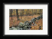Oak-Hickory Forest in Litchfield Hills, Kent, Connecticut Fine Art Print