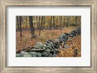 Oak-Hickory Forest in Litchfield Hills, Kent, Connecticut Fine Art Print