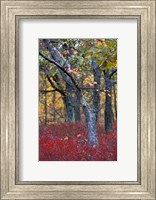 Blueberries in Oak-Hickory Forest in Litchfield Hills, Kent, Connecticut Fine Art Print
