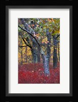 Blueberries in Oak-Hickory Forest in Litchfield Hills, Kent, Connecticut Fine Art Print