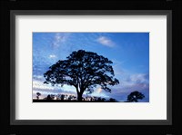 Oak Trees at Sunset on Twin Oaks Farm, Connecticut Fine Art Print