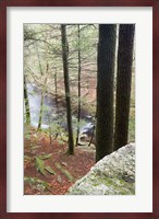 Forest of Eastern Hemlock Trees in East Haddam, Connecticut Fine Art Print