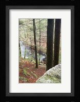 Forest of Eastern Hemlock Trees in East Haddam, Connecticut Fine Art Print