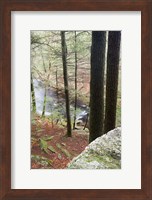 Forest of Eastern Hemlock Trees in East Haddam, Connecticut Fine Art Print