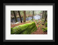 Forest of Eastern Hemlock Trees, Connecticut Fine Art Print