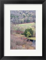 Spring Forest in East Haddam, Connecticut Fine Art Print