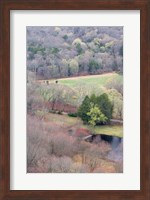 Spring Forest in East Haddam, Connecticut Fine Art Print