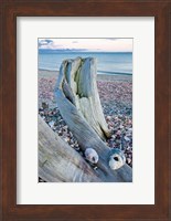Driftwood on the shell-covered Long Beach in Stratford, Connecticut Fine Art Print