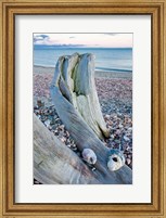 Driftwood on the shell-covered Long Beach in Stratford, Connecticut Fine Art Print
