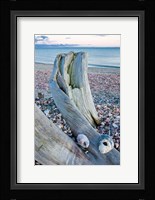 Driftwood on the shell-covered Long Beach in Stratford, Connecticut Fine Art Print