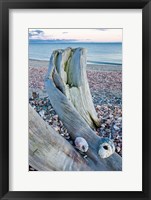 Driftwood on the shell-covered Long Beach in Stratford, Connecticut Fine Art Print