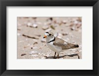 A Piping plover, Long Beach in Stratford, Connecticut Fine Art Print
