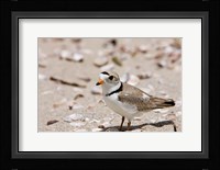A Piping plover, Long Beach in Stratford, Connecticut Fine Art Print