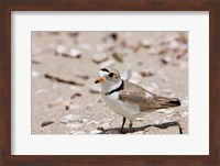 A Piping plover, Long Beach in Stratford, Connecticut Fine Art Print
