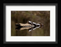 Eastern Painted turtles, Farmington River, Tariffville, Connecticut Fine Art Print