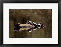 Eastern Painted turtles, Farmington River, Tariffville, Connecticut Framed Print