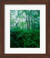 Forest Ferns in Misty Morning, Church Farm, Connecticut Fine Art Print