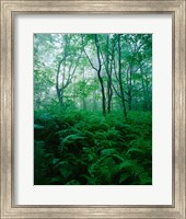 Forest Ferns in Misty Morning, Church Farm, Connecticut Fine Art Print