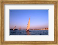 Beautiful Sailboats Riding Along the Nile River, Cairo, Egypt Fine Art Print