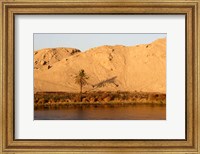 Palm Tree on the Bank of the Nile River, Egypt Fine Art Print