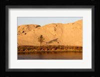 Palm Tree on the Bank of the Nile River, Egypt Fine Art Print