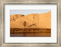 Palm Tree on the Bank of the Nile River, Egypt Fine Art Print