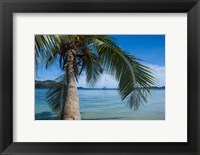 Palm tree over clear waters around Nanuya Lailai Island, Blue Lagoon, Yasawa, Fiji, South Pacific Fine Art Print