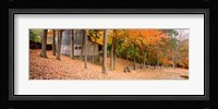 Trees On A Hill, Connecticut Fine Art Print