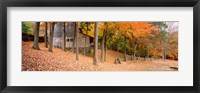 Trees On A Hill, Connecticut Fine Art Print