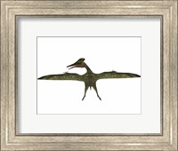 Flying Pterodactylus Fine Art Print