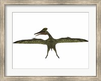 Flying Pterodactylus Fine Art Print