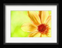 Daisy Glow Framed Print