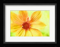 Daisy Love Framed Print