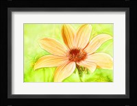 Daisy Sunshine Framed Print
