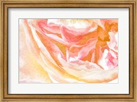 Close-up Rose Fine Art Print
