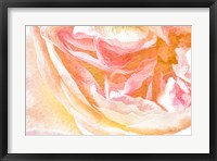 Close-up Rose Fine Art Print