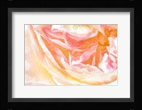 Close-up Rose Framed Print