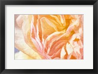 Dew Drop In Framed Print