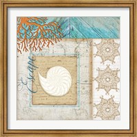 Coastal Nautilus Shell Fine Art Print