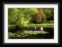 Lily Pond Fine Art Print