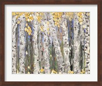 Yellow Leaf Birch Trees Fine Art Print